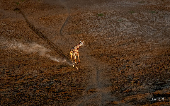 Trot