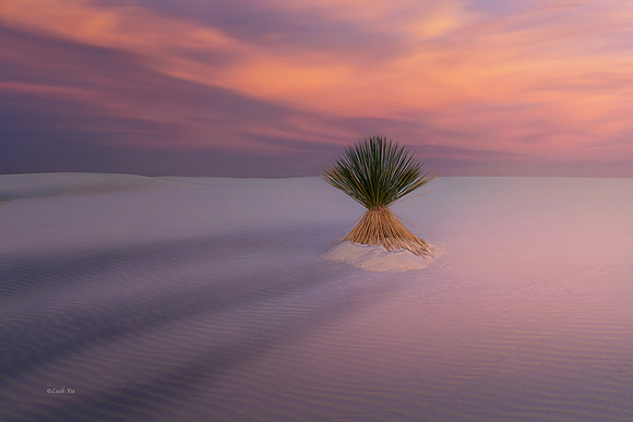 Lonely Tree in Sunrise