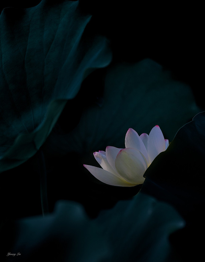 小小鸟 - 28 Dark Fragrance