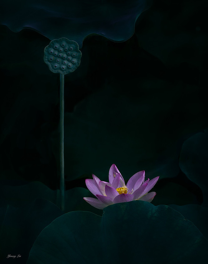 小小鸟 - 28 Fade and Blooming