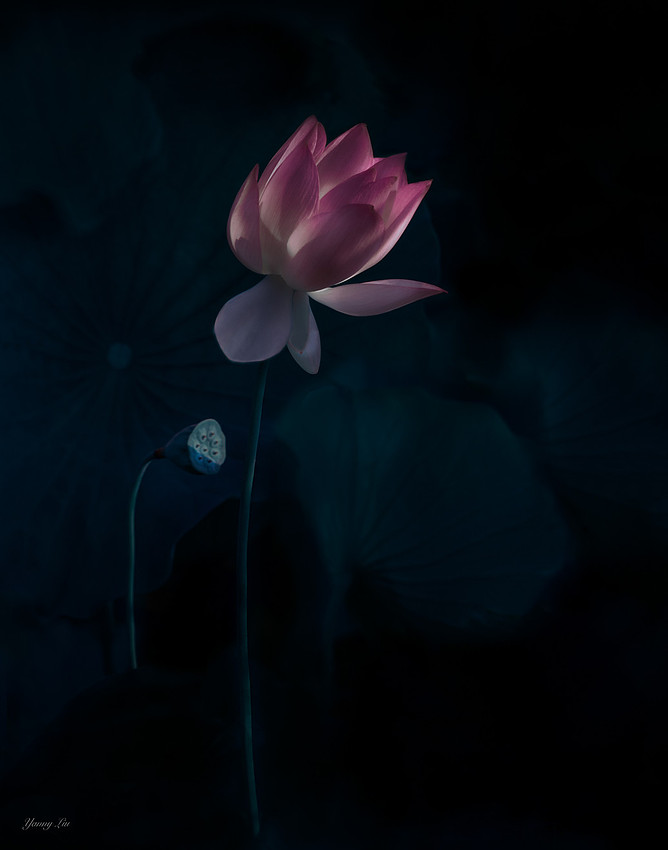 小小鸟 - 28 Lonely Blooming