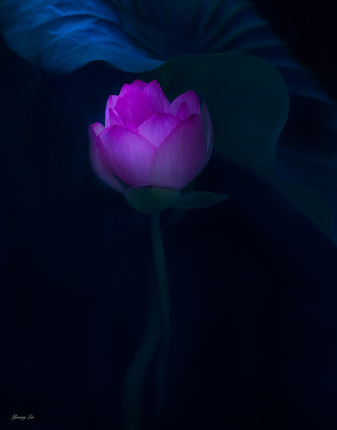 小小鸟 - 28 Lotus Lanter