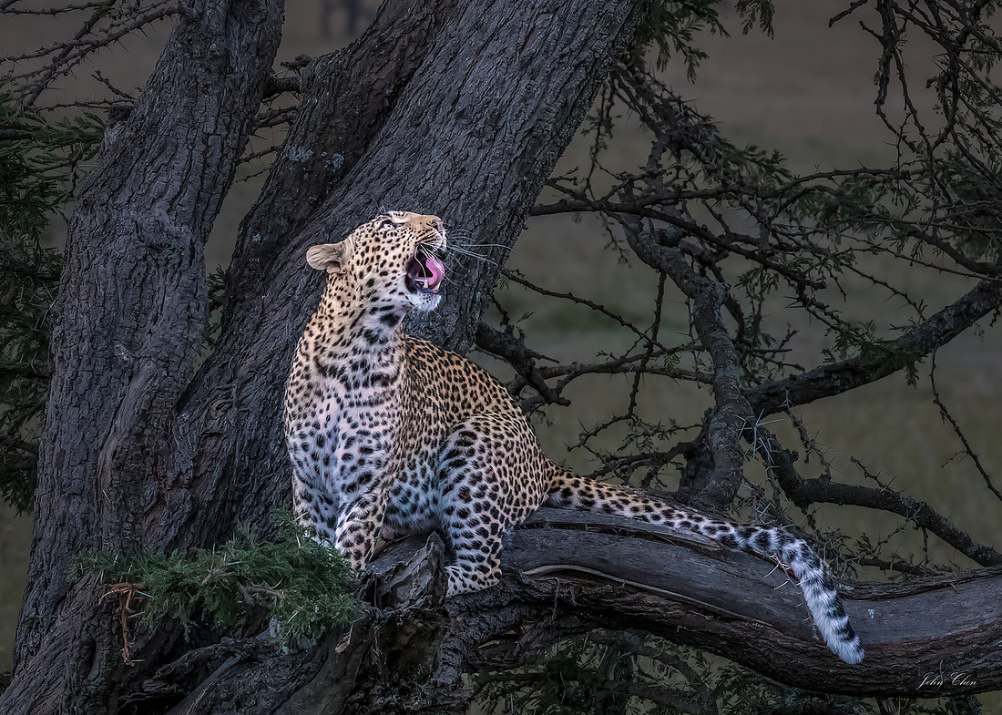 老牛 - 27 Rev. 2 Leopard