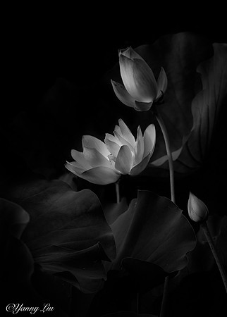 Lotus family
