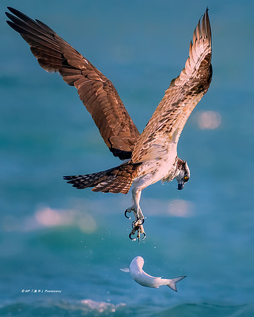 Got Away!
