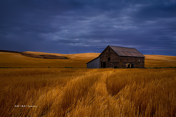 Serene Wheat Field