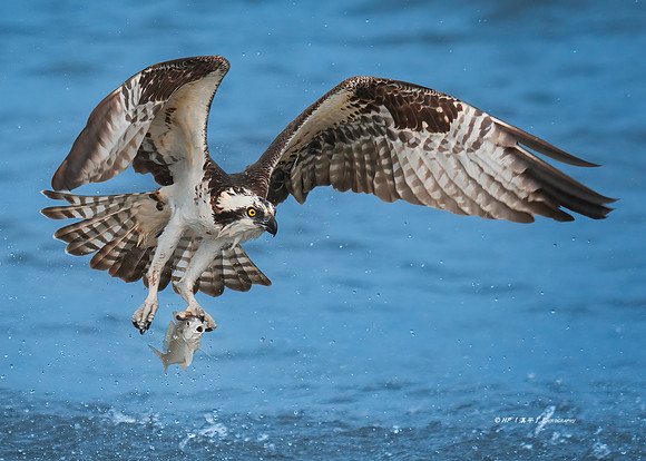 Osprey _ Fish