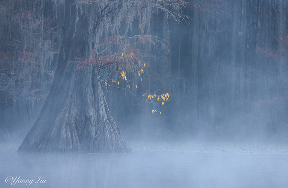 Yellow Leaves