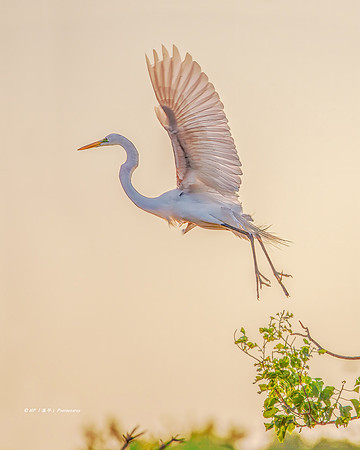 Taking to the Sky