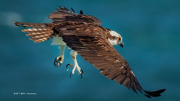 Osprey in Action