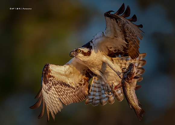 A Big Catch