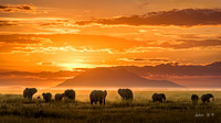 Golden Africa