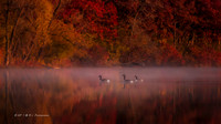 Autumn-Impression