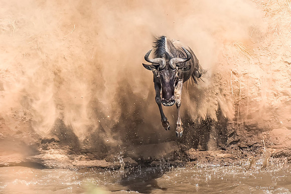 Brave Leap