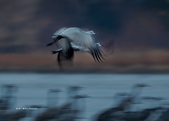 Sandhill Crane in Motion