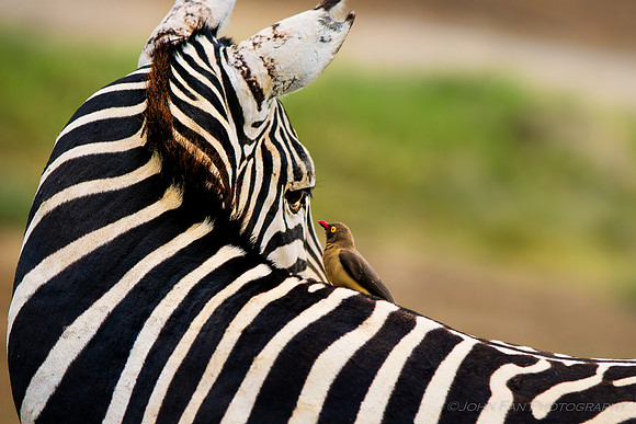 Africa-04691-Edit