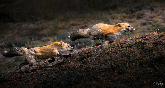 _Z9D0508-Edit-3