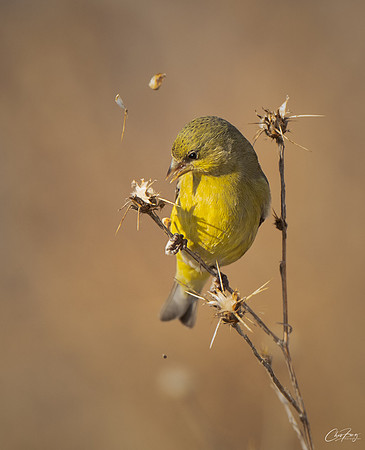 _DSC6069-Edit