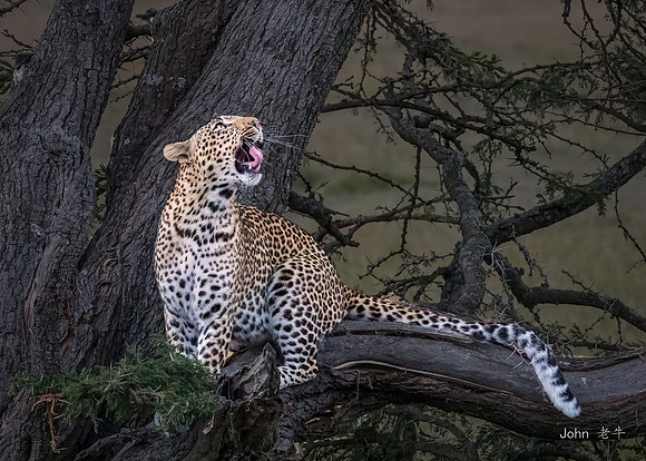 Leopard