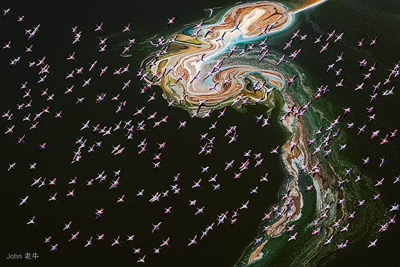 Hundreds of Flamingos
