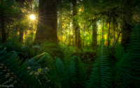 Advanced-Ruiqing Pamboukian-Rainforest