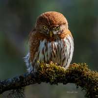 pygmy Owl