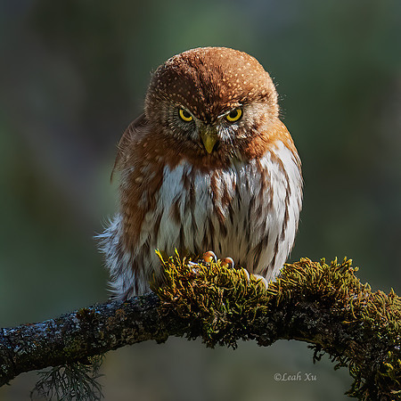 pygmy Owl